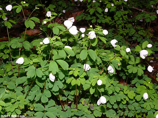 Isopyrum, False Rue-anemone (Enemion biternatum)