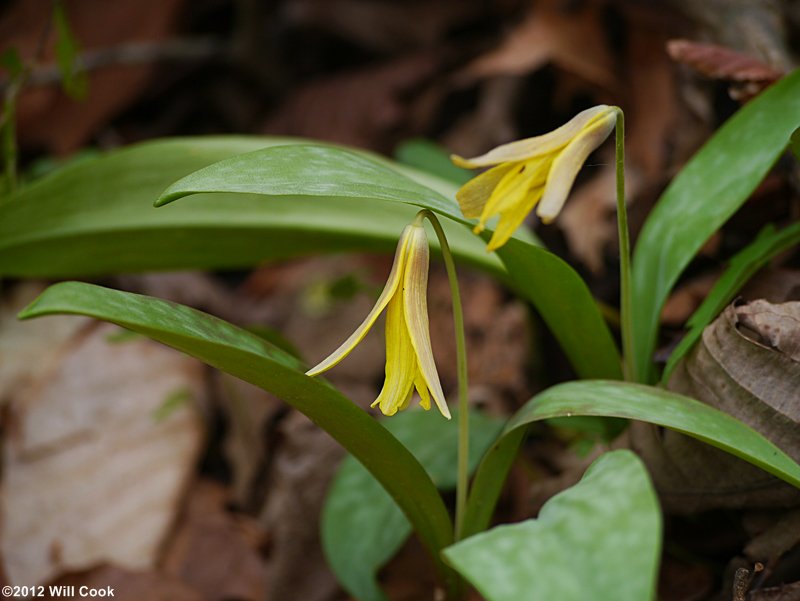 American Trout Lily (Erythronium americanum)