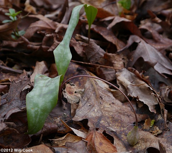 Dimpled Trout Lily (Erythronium umbilicatum)