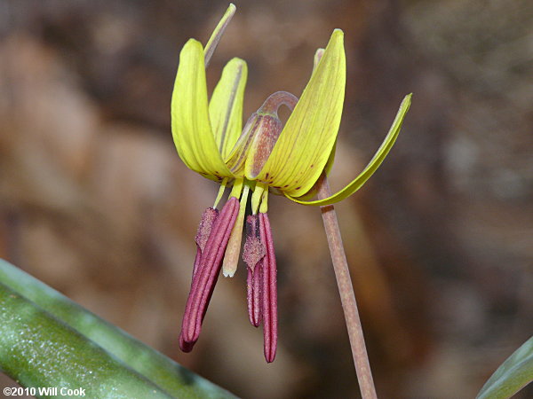 Dimpled Trout Lily (Erythronium umbilicatum)