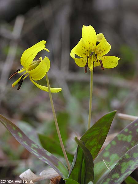 American Trout Lily (Erythronium americanum)