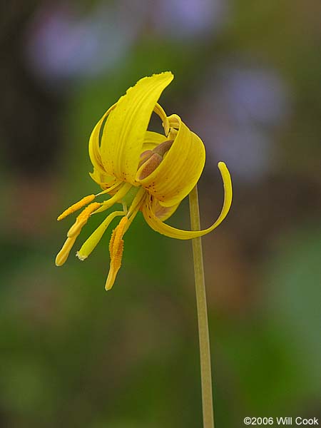 American Trout Lily (Erythronium americanum)