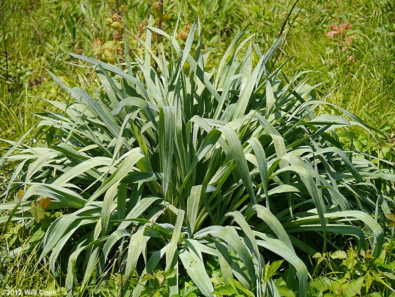 Rattlesnake-master (Eryngium yuccifolium)