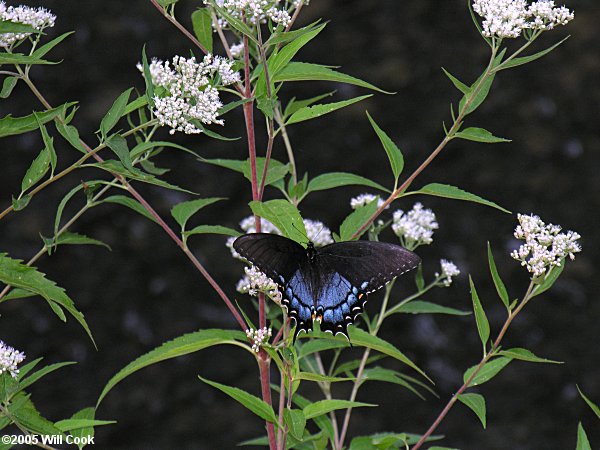 Eupatorium serotinum (Late-flowering Boneset)