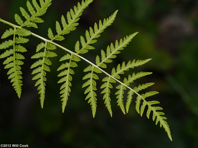 Blunt-lobed Cliff Fern (Woodsia obtusa)