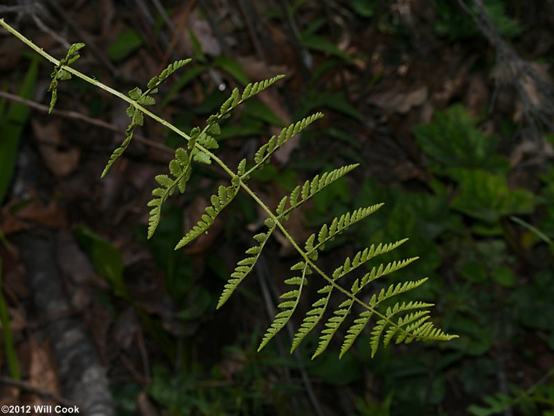 Blunt-lobed Cliff Fern (Woodsia obtusa)
