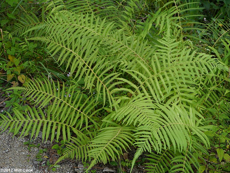 Thelypteris kunthii (Kunth's Maiden Fern, Southern Shield Fern)