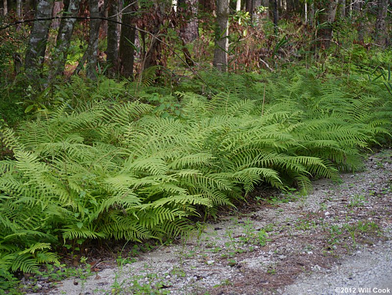 Thelypteris kunthii (Kunth's Maiden Fern, Southern Shield Fern)