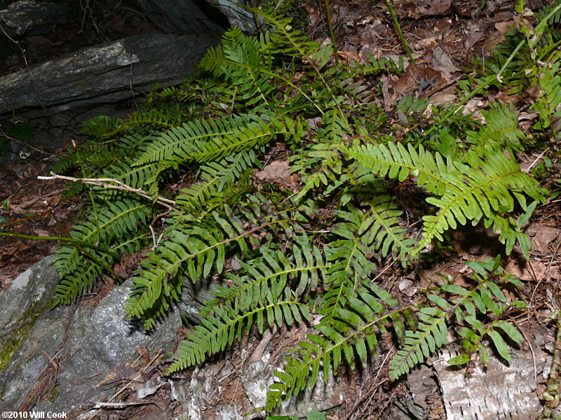 Rockcap Fern (Polypodium virginianum)