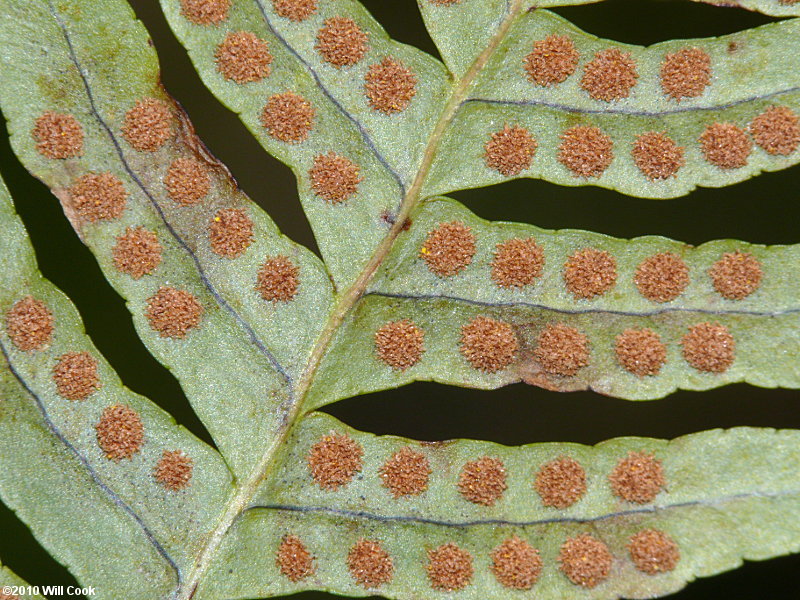 Rockcap Fern (Polypodium virginianum)