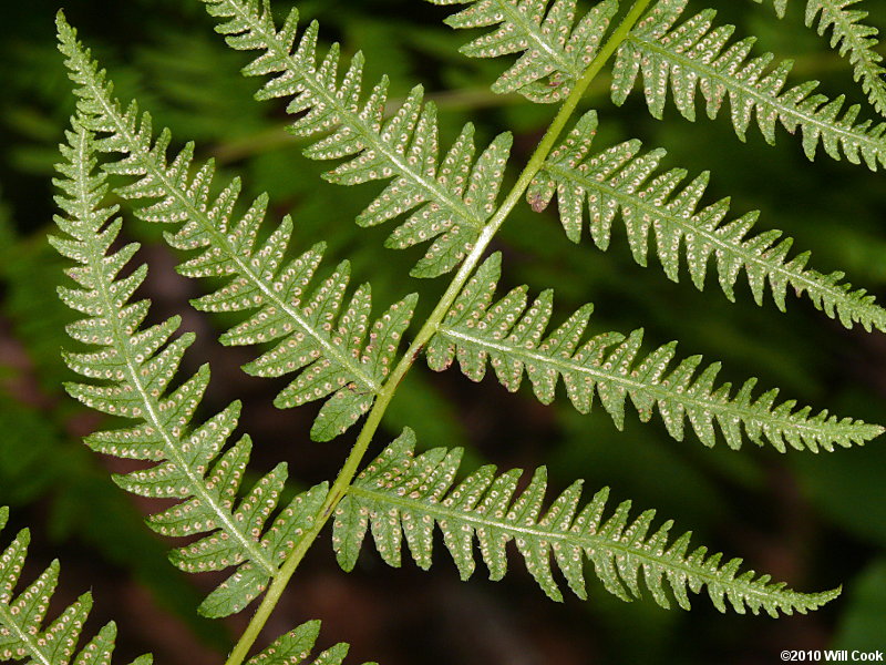 Thelypteris noveboracensis (New York Fern)