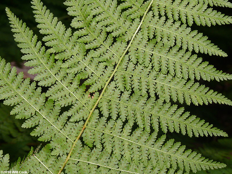 Dennstaedtia punctilobula (Hay-scented Fern)