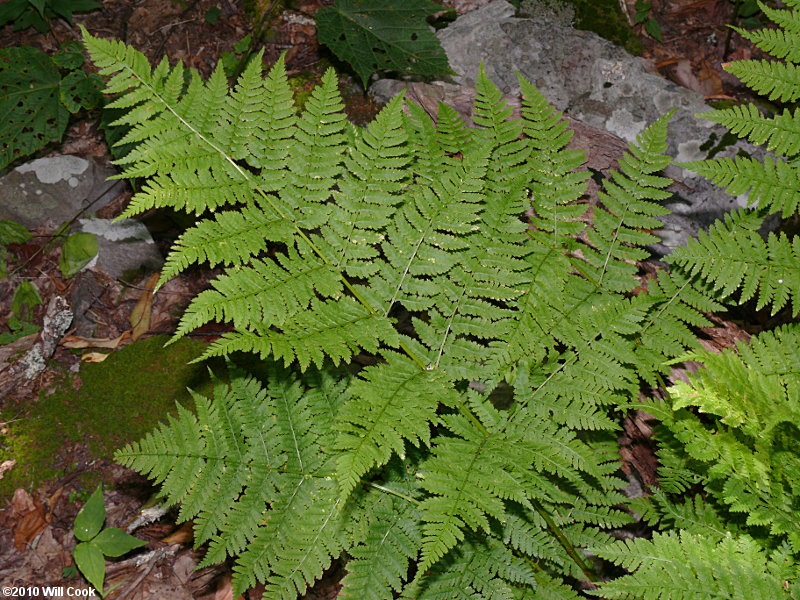 Mountain Wood-fern (Dryopteris campyloptera)