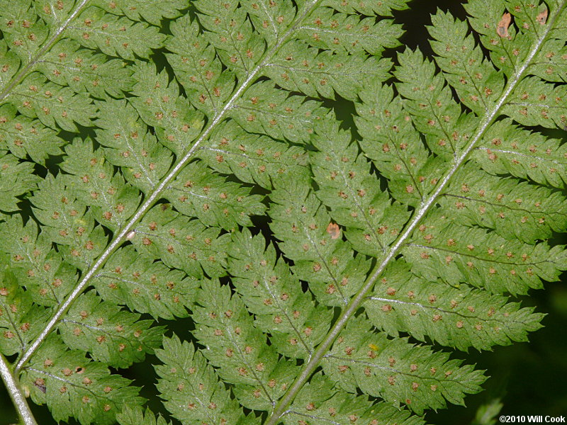 Mountain Wood-fern (Dryopteris campyloptera)