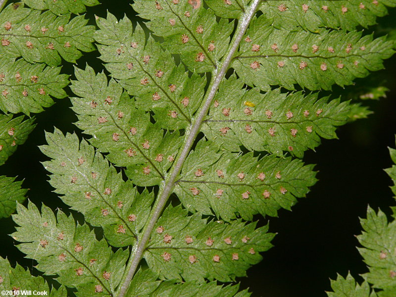 Mountain Wood-fern (Dryopteris campyloptera)