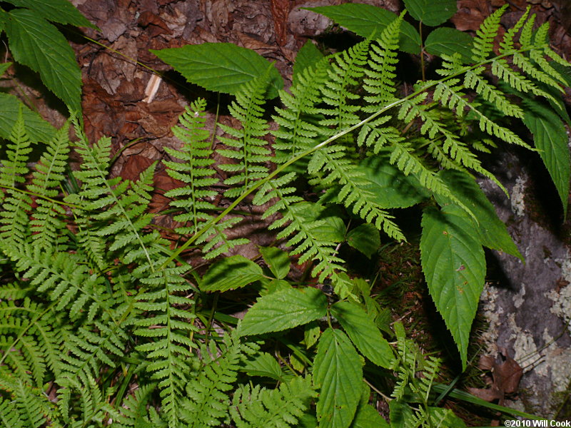 Athyrium filix-femina (Common Ladyfern)