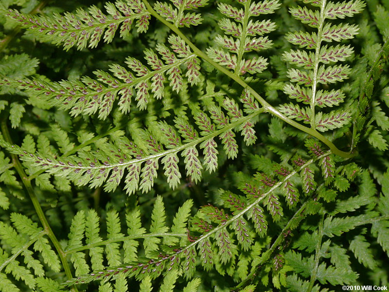 Athyrium filix-femina (Common Ladyfern)