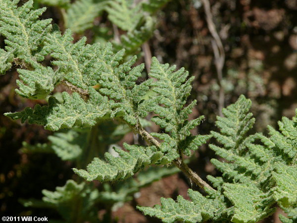 Woolly Lipfern (Cheilanthes tomentosa)