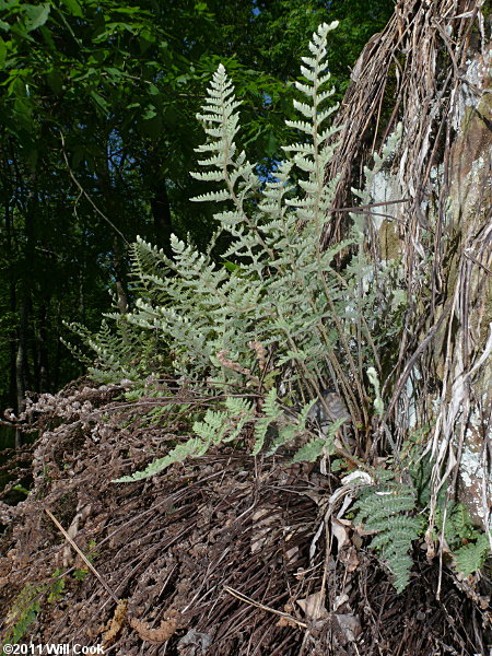 Woolly Lipfern (Cheilanthes tomentosa)