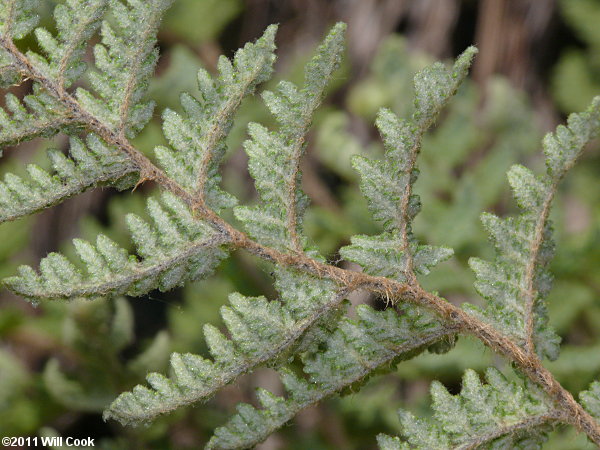 Woolly Lipfern (Cheilanthes tomentosa)