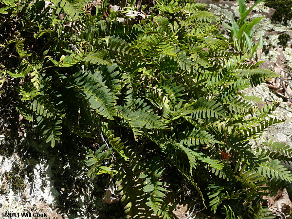 Resurrection Fern (Pleopeltis polypodioides ssp. michauxiana)