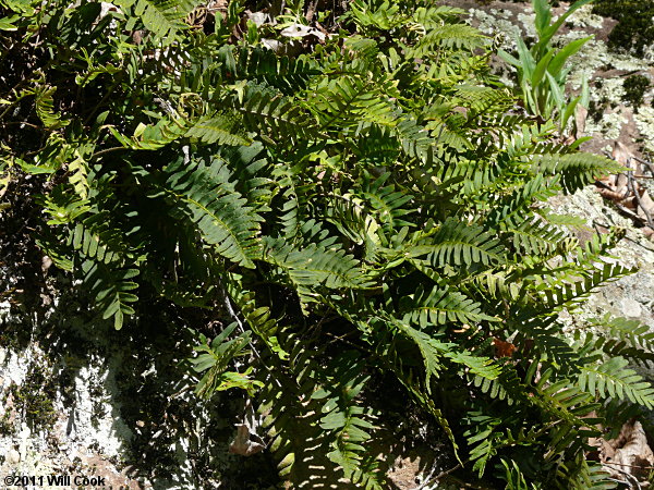 Resurrection Fern (Pleopeltis polypodioides ssp. michauxiana)