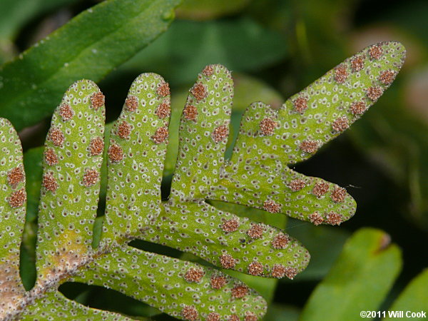 Resurrection Fern (Pleopeltis polypodioides ssp. michauxiana)