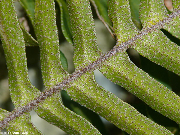 Resurrection Fern (Pleopeltis polypodioides ssp. michauxiana)