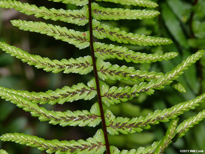 Ebony Spleenwort (Asplenium platyneuron)