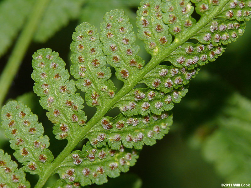 Blunt-lobed Cliff Fern (Woodsia obtusa)