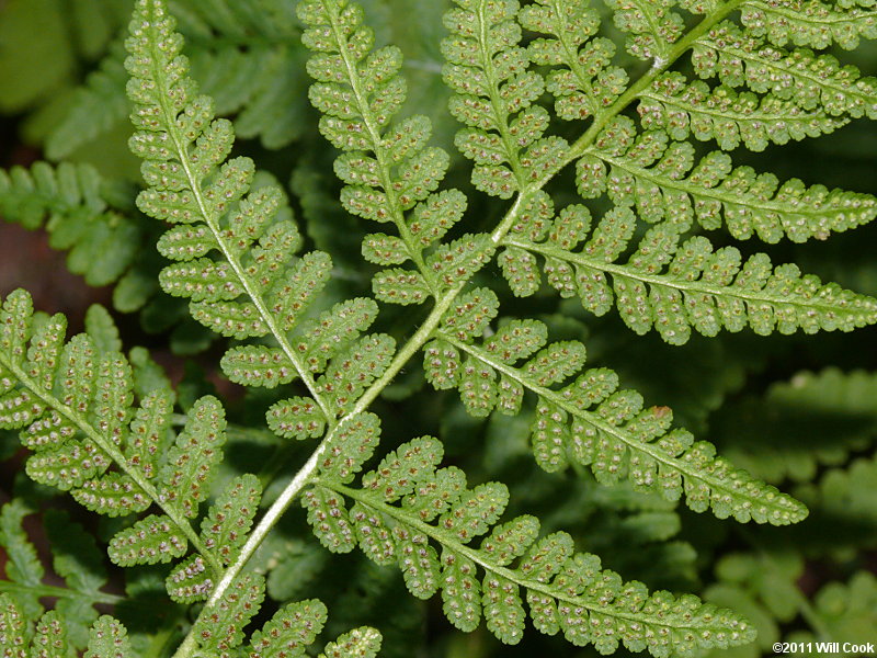 Blunt-lobed Cliff Fern (Woodsia obtusa)