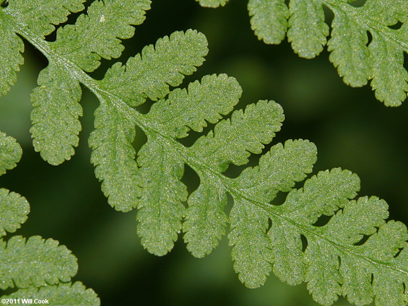 Blunt-lobed Cliff Fern (Woodsia obtusa)