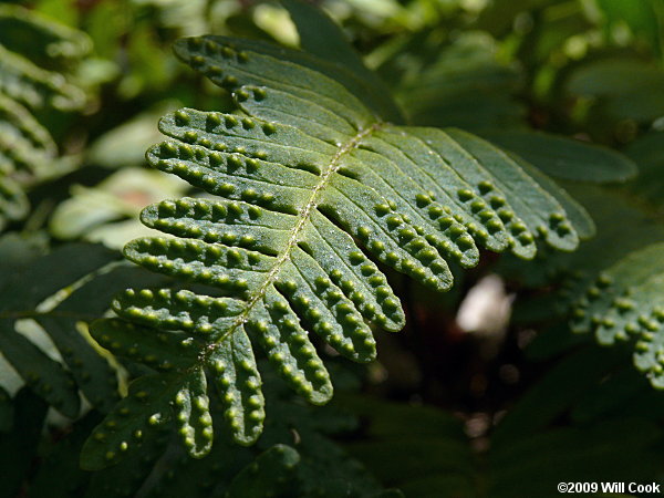 Resurrection Fern (Pleopeltis polypodioides ssp. michauxiana)