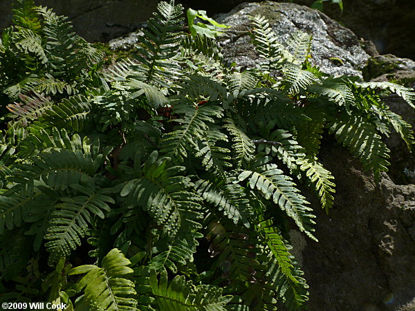 Resurrection Fern (Pleopeltis polypodioides ssp. michauxiana)