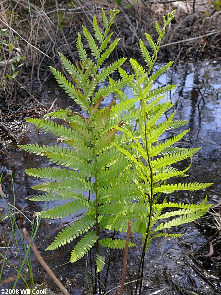 Woodwardia virginica (Virginia Chain Fern)