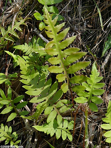 Woodwardia areolata (Netted Chain Fern)