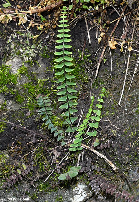 Apslenium resiliens (Blackstem Spleenwort)