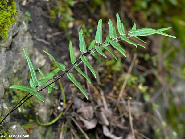 Pellaea atropurpurea (Purple Cliff-brake)