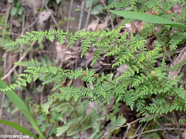 Cheilanthes lanosa (Hairy Lipfern)