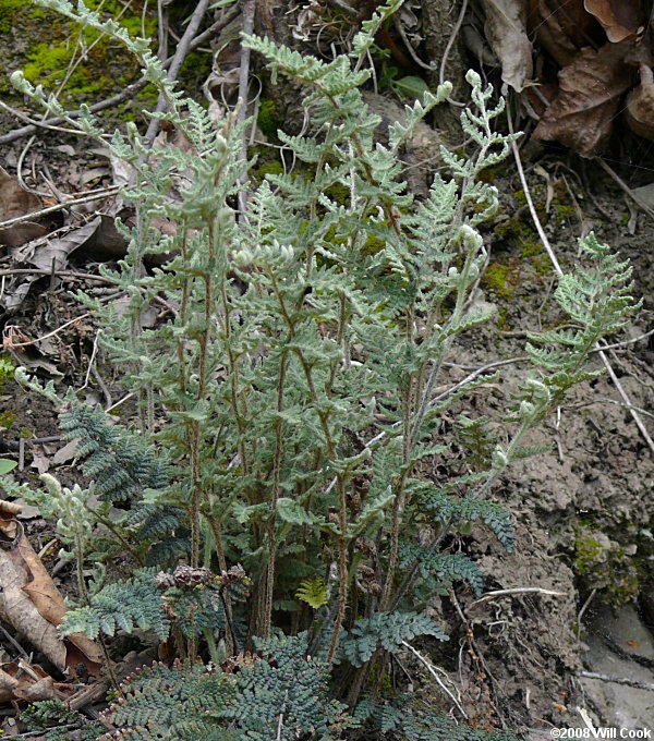 Woolly Lipfern (Cheilanthes tomentosa)