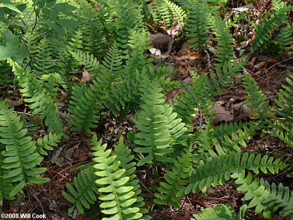Rockcap Fern (Polypodium virginianum)