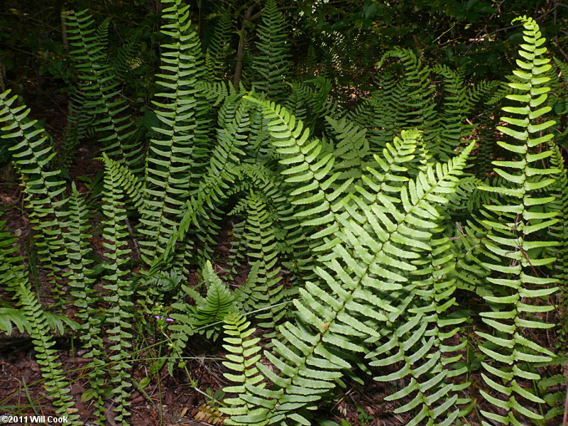 Ebony Spleenwort (Asplenium platyneuron)