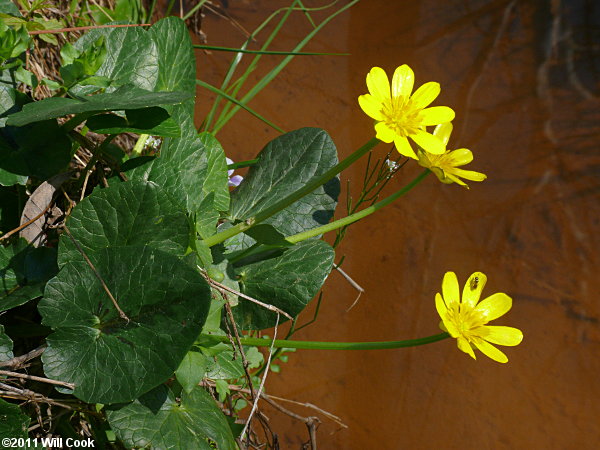 Lesser Celandine (Ficaria verna)