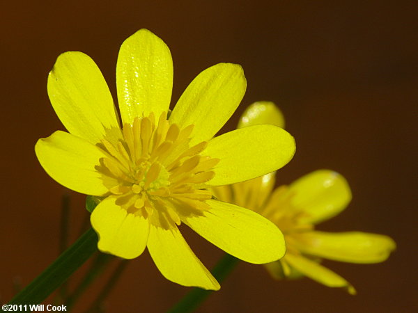 Lesser Celandine (Ficaria verna)