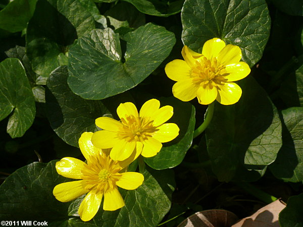 Lesser Celandine (Ficaria verna)