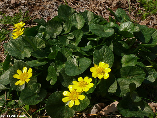 Lesser Celandine (Ficaria verna)