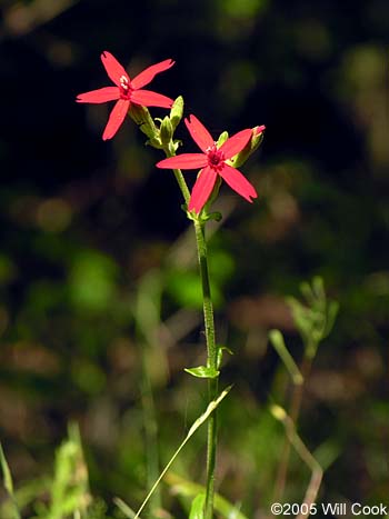 Silene virginica (Fire Pink)