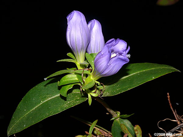 Gentiana catesbaei (Coastal Plain Gentian)