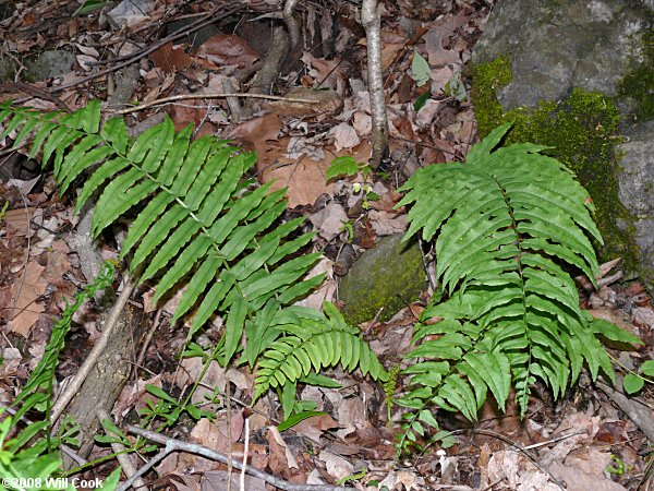 Diplazium pycnocarpon (Glade Fern)