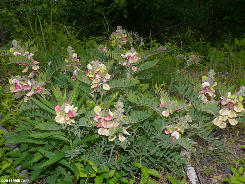 Goat's-rue (Tephrosia virginiana)